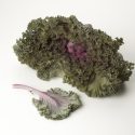 Kale Flowering